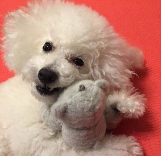 トイ・プードルのパティちゃん、お気に入りのぬいぐるみと♪