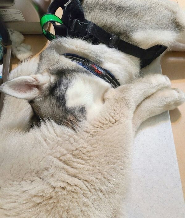 ロキちゃんのおしりに顔を埋めるラリマーちゃん