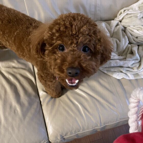 あずき  トイ・プードル