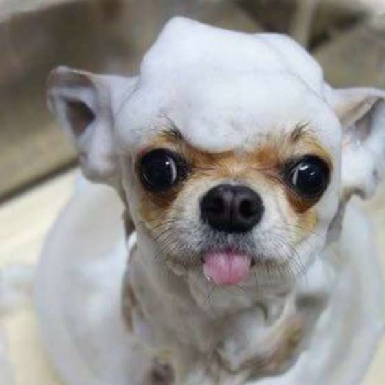 シャンプー中、舌を出すチワワ