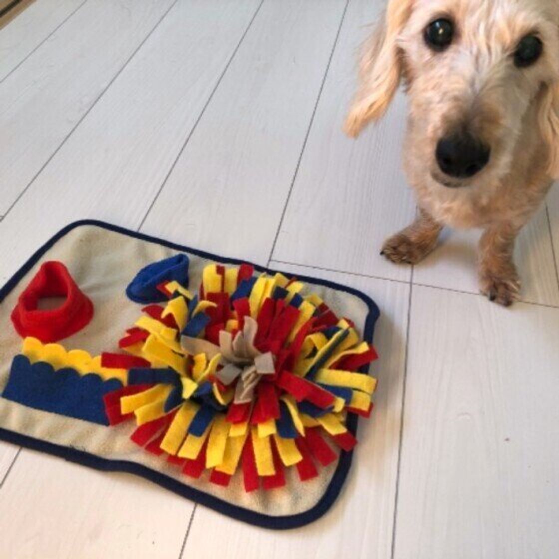 シニア期を迎えた犬とどう遊ぶ 犬の体に負担をかけない遊び方 いぬのきもちweb Magazine シニア期を迎えた犬とどう遊ぶ 犬の体に負担をかけない遊び方 いぬのきもちweb Magazine