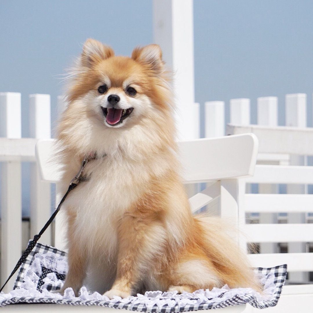 ポメラニアンのシェールくん