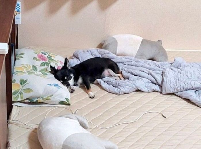 のびのびくつろぐみつ子ちゃん