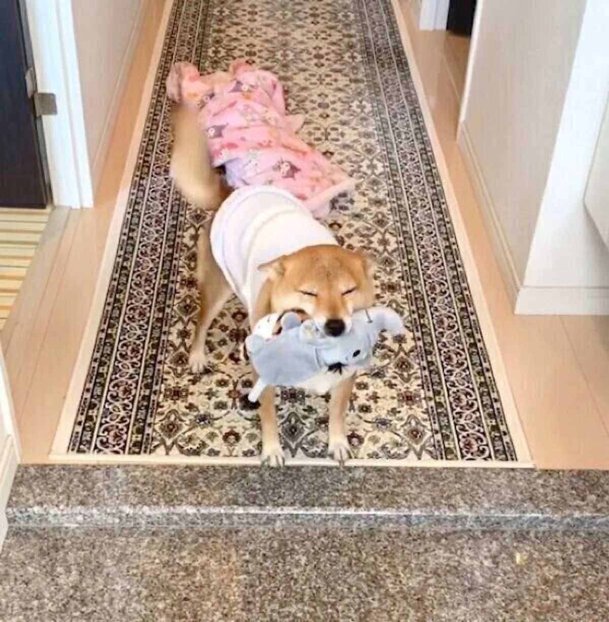 飼い主の帰宅時に ぬいぐるみや枕をくわえてお出迎え 行動からわかる犬の気持ちは 獣医師解説 いぬのきもちweb Magazine 飼い主の帰宅時に ぬいぐるみや枕をくわえてお出迎え 行動からわかる犬の気持ちは 獣医師解説 いぬのきもちweb Magazine