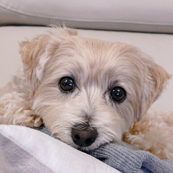 興奮している犬を落ち着かせる方法 犬の興奮にどう対応すべき? いぬのきもち