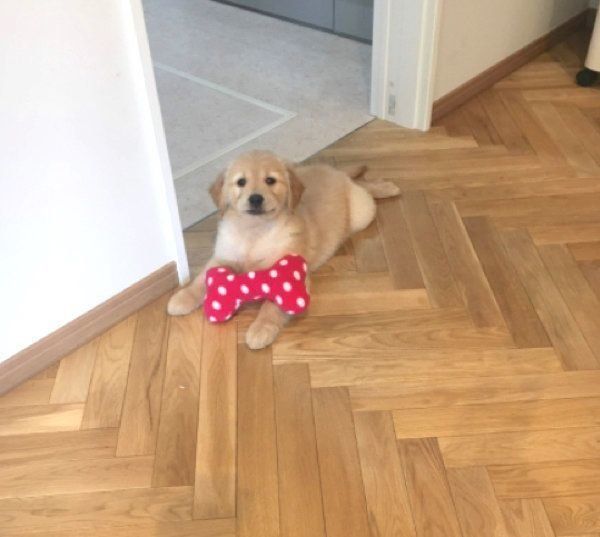 見つめるこはるちゃん