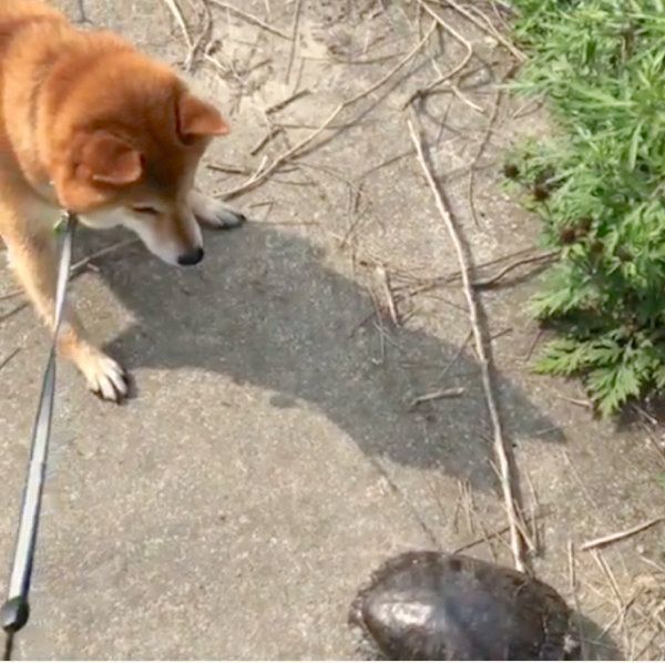 大きいカメに遭遇した柴犬