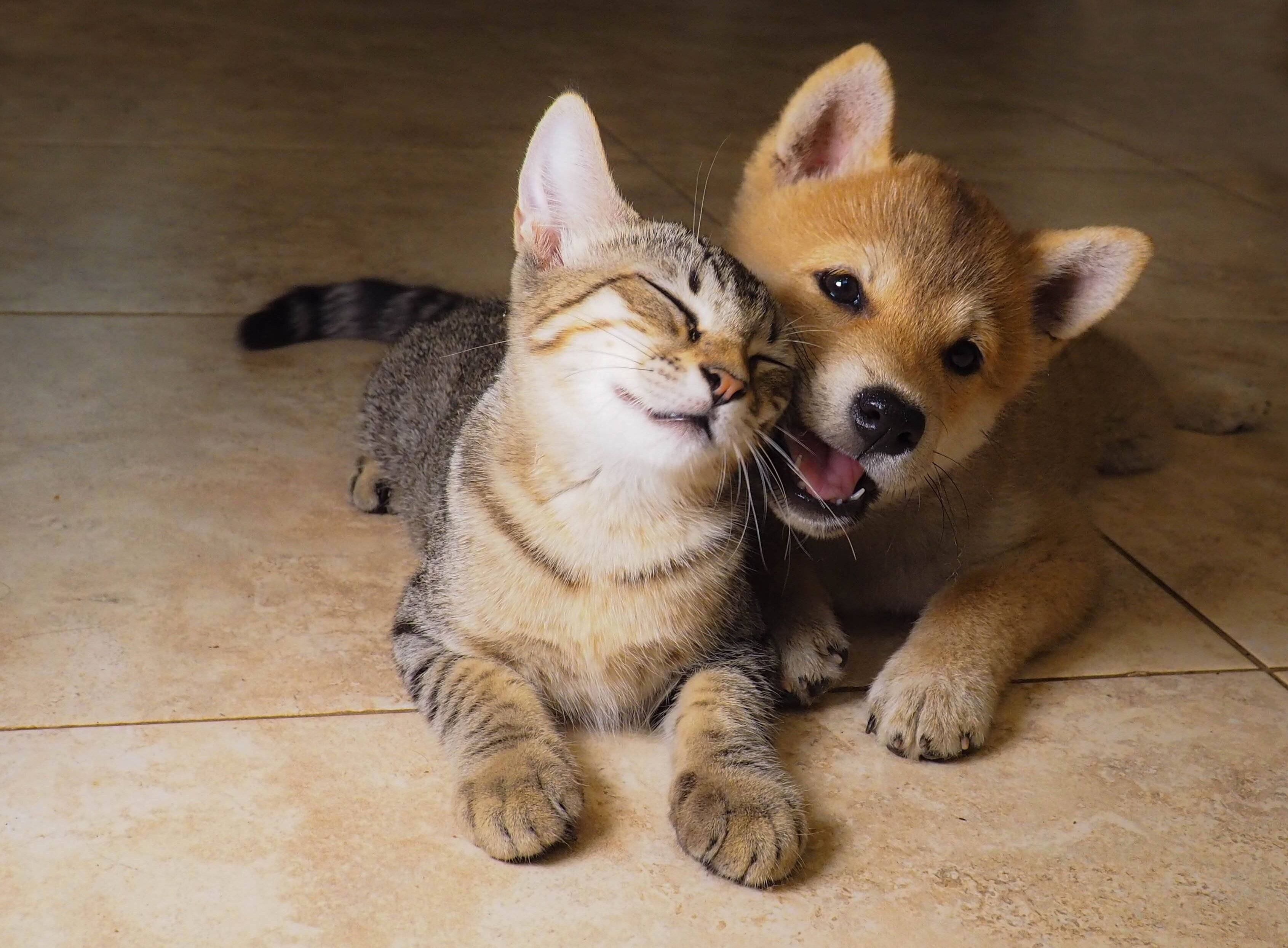 寄り添う犬と猫