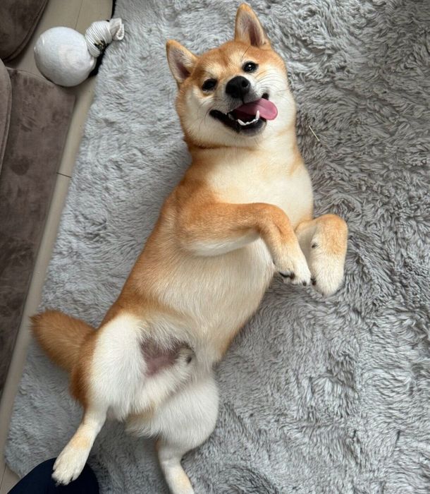 寝転がるわさびくん
