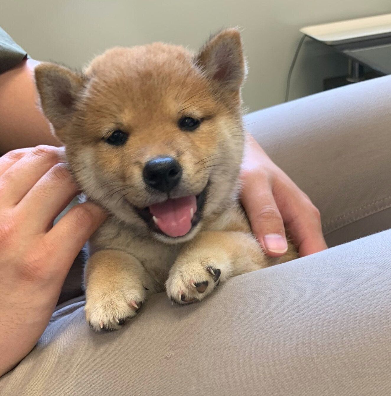 パパさんの膝の上に登るひなたくん。