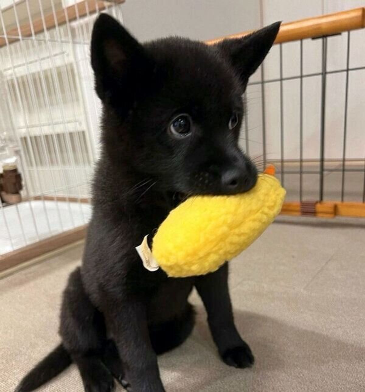エビフライ愛 が強い生後3カ月の甲斐犬 成長しても 大好き が止まらない姿が可愛い いぬのきもちweb Magazine エビフライ愛 が強い生後3カ月の甲斐犬 成長しても 大好き が止まらない姿が可愛い いぬのきもちweb Magazine