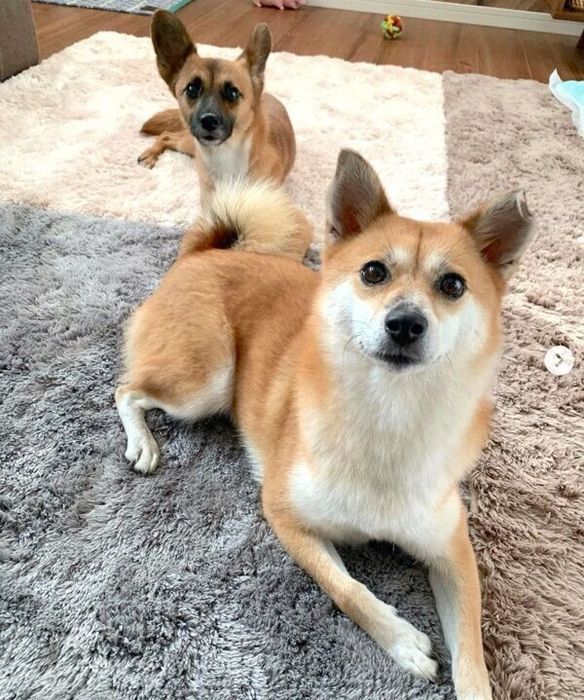 一緒に暮らしはじめて1カ月が経った頃のたぬちゃん、くまちゃん