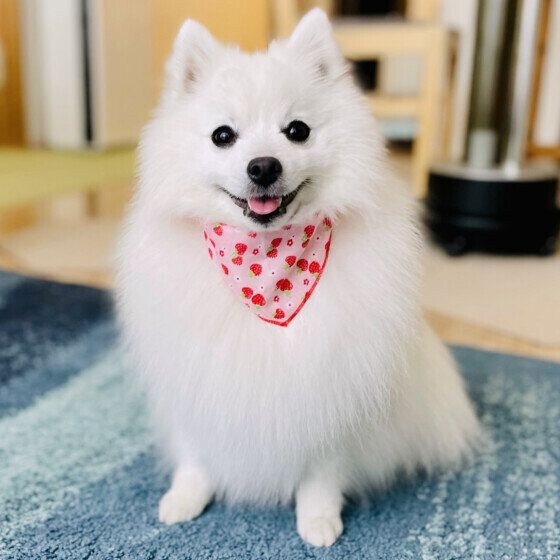 日本スピッツのまよちゃん♪