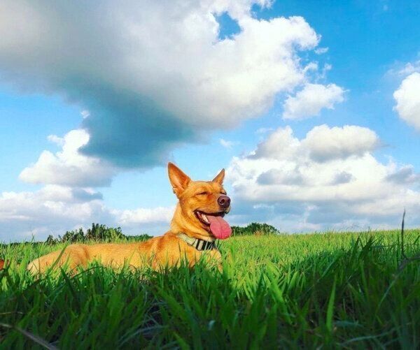 笑顔のむぎちゃん