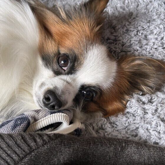 パピヨンのポロンくん