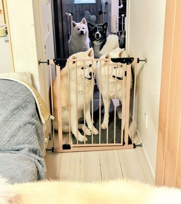 パパさんが帰ってきたことを察知した愛犬たち