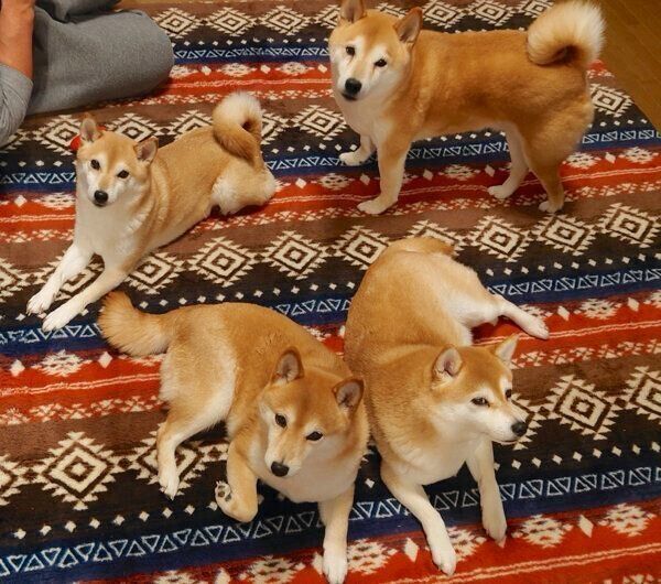 まったりする柴犬一家