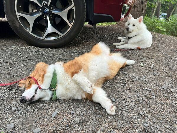ぺぺちゃんと先住犬・こんくん