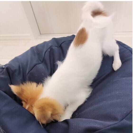 お気に入りクッションにホリホリするころんちゃん