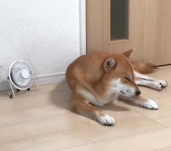 まったりする柴犬