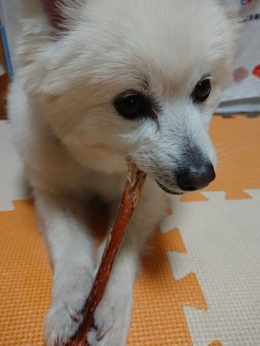 獣医師監修 犬に にんじん は大丈夫 注意点 おやつレシピもご紹介 いぬのきもちweb Magazine 獣医師監修 犬に にんじん は大丈夫 注意点 おやつレシピもご紹介 いぬのきもちweb Magazine