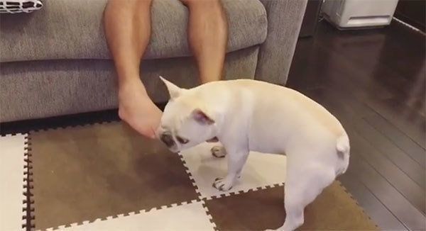 喜びを爆発させるフレンチ・ブルドッグ