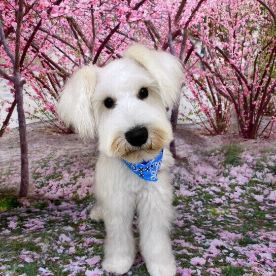 犬の異常なよだれや口の異変は注意！ 体調不良に気がつくサインとは いぬのきもち