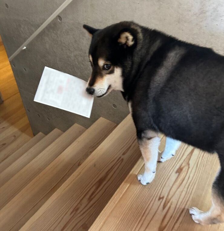 免許証更新の通知ハガキをくわえるロクくんん