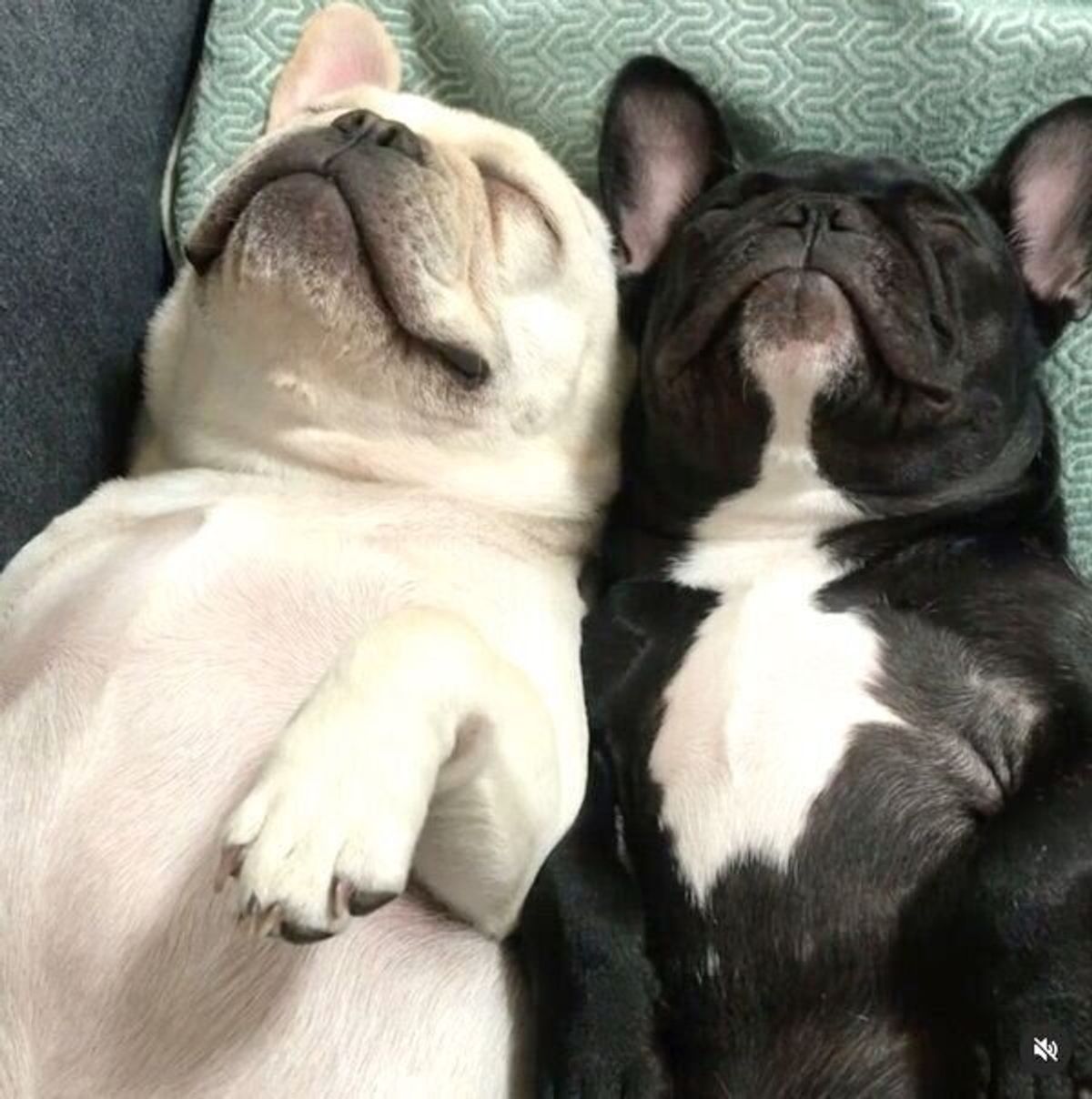 間に入りたい 体を寄せ合いヘソ天するフレブル姉妹の姿にキュンとする いぬのきもちweb Magazine 間に入りたい 体を寄せ合いヘソ天するフレブル姉妹の姿にキュンとする いぬのきもちweb Magazine