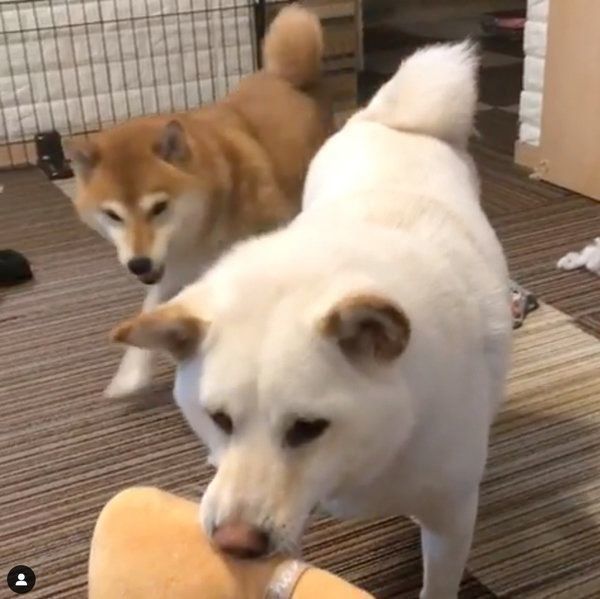 お肉のおもちゃで遊ぶ柴犬