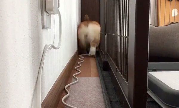 後ろにすごいスピードで下がってくるいろはちゃん