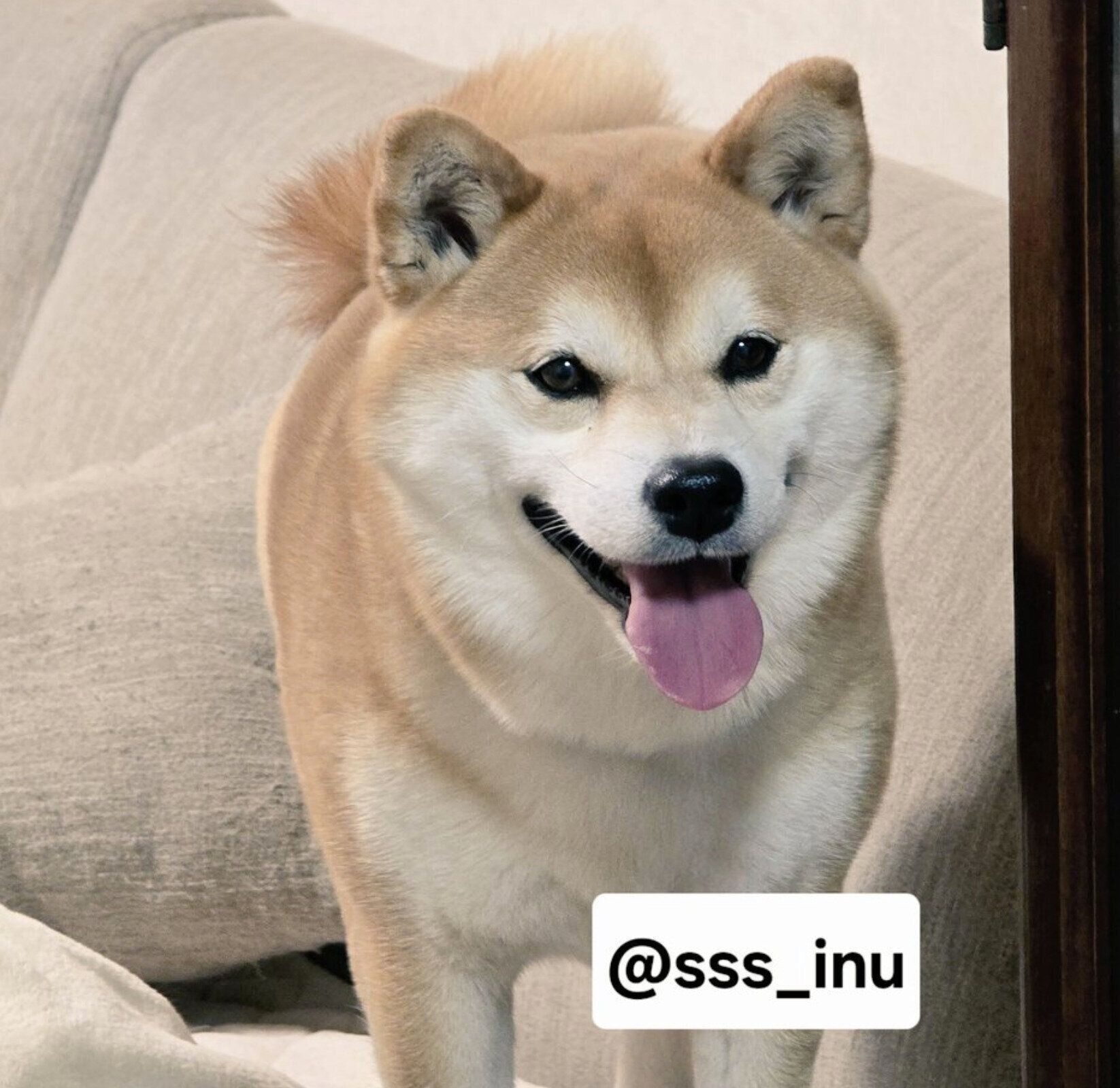 成長した麦くん