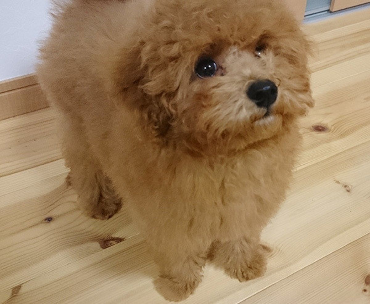 ありえない 愛犬家が激怒した 無責任すぎる飼い主 の特徴 いぬのきもちweb Magazine ありえない 愛犬家が激怒した 無責任すぎる飼い主 の特徴 いぬのきもちweb Magazine