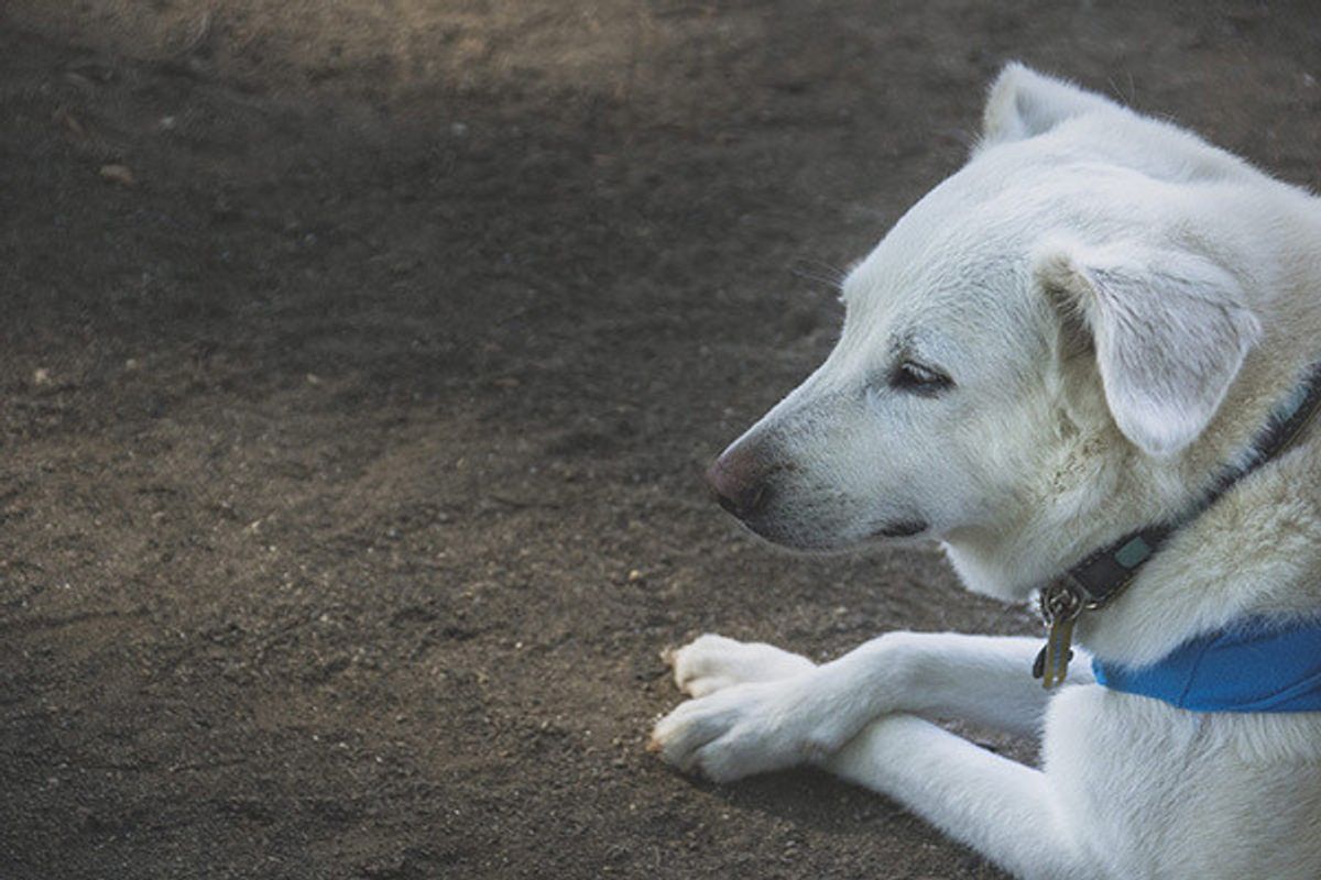 不安な気持ちでいっぱい 愛犬をスーパーの前に繋いで待たせる4つの危険性とは いぬのきもちweb Magazine 不安な気持ちでいっぱい 愛犬をスーパーの前に繋いで待たせる4つの危険性とは いぬのきもちweb Magazine