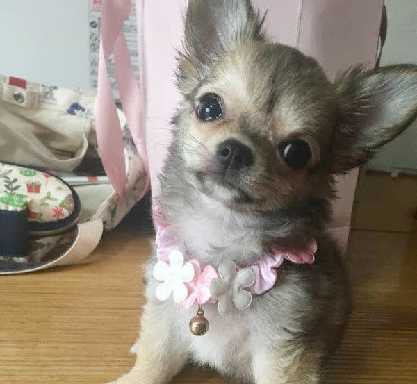 見つめるチワワ