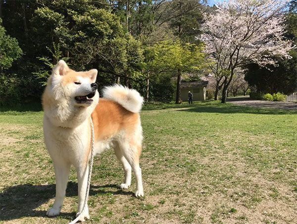 凛々しいじんくん