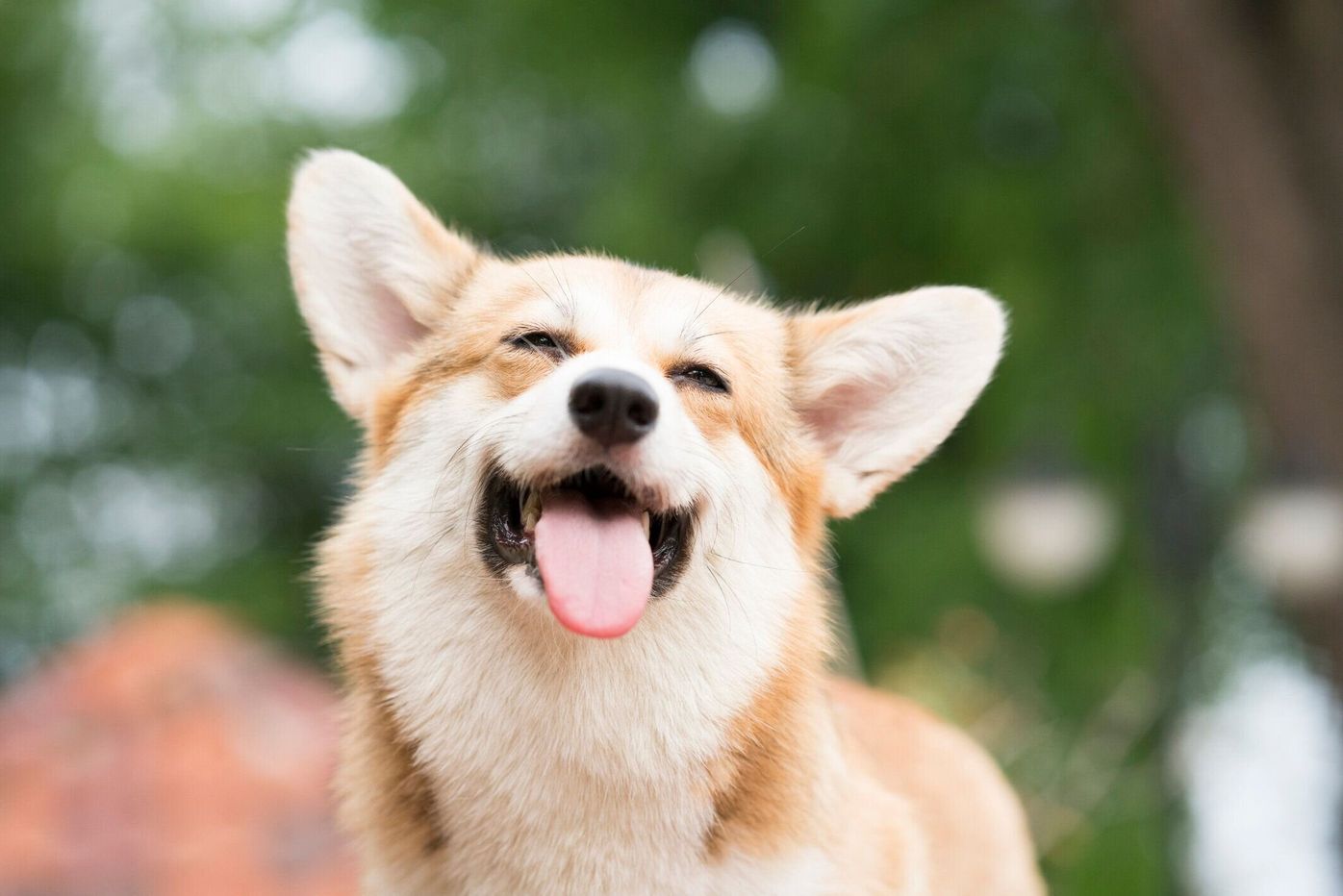 獣医師監修 犬の歯石除去の方法は 麻酔のリスクや自宅ケアを解説 いぬのきもちweb Magazine 獣医師監修 犬の歯石除去の方法は 麻酔のリスクや自宅ケアを解説 いぬのきもちweb Magazine