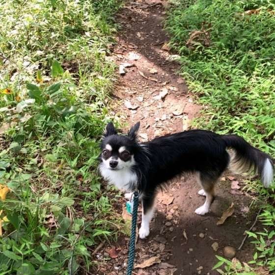 散歩中のチワワ