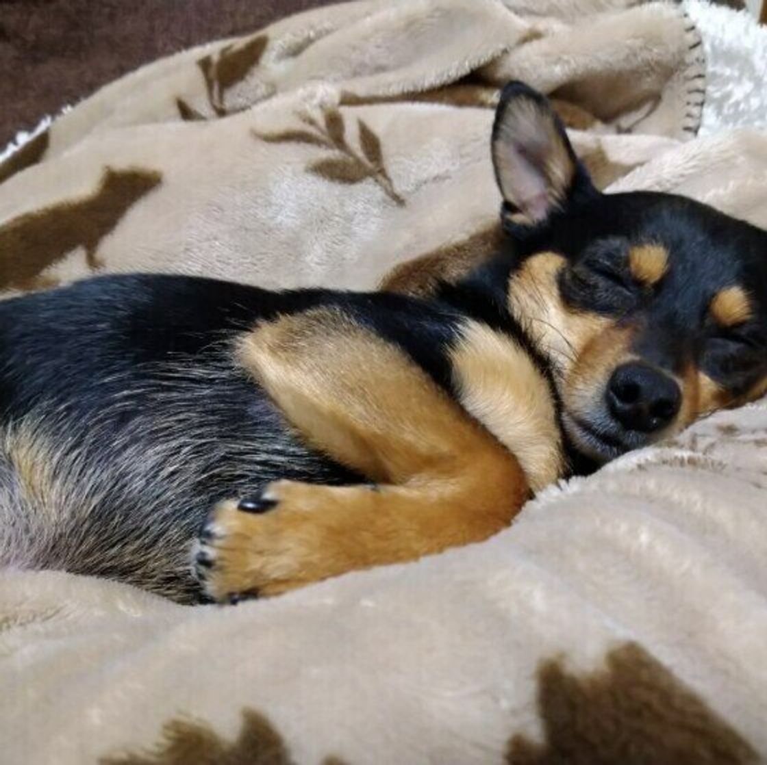 犬が飼い主さんの足元で寝るのはナゼ その理由が可愛すぎた いぬのきもちweb Magazine 犬が飼い主さんの足元で寝るのはナゼ その理由が可愛すぎた いぬのきもちweb Magazine