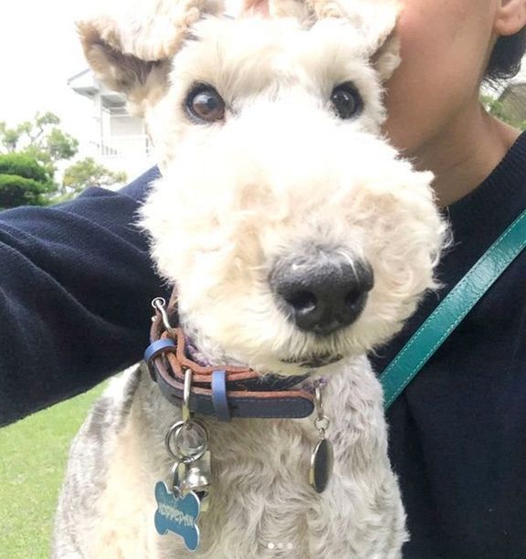 飼い主さんに寄り添うこっぺぱんちゃん