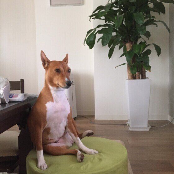 リビングでくつろぐバセンジー