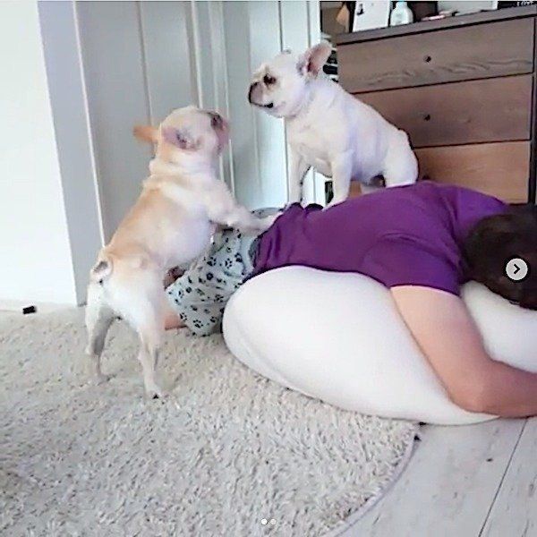 父ちゃんをめぐって戦うフレンチ・ブルドッグ