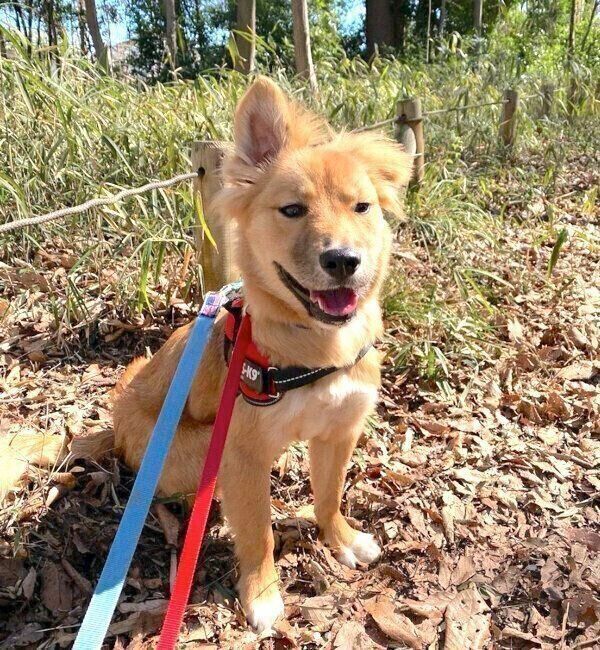 お散歩を楽しむ嵐丸くん