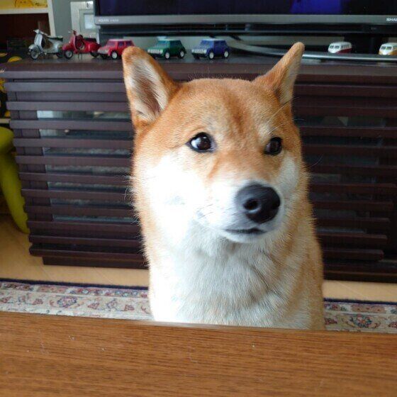 お座りする柴犬