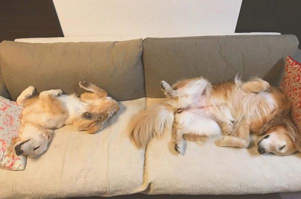 動きがシンクロするゴールデン・レトリーバー