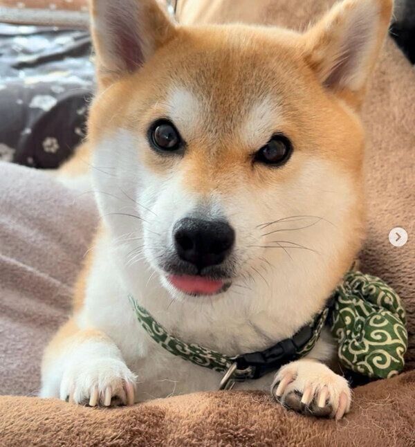 見つめるラテくん