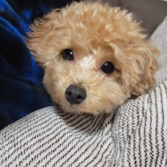 オスとメス、それぞれなりやすいおしっこの病気とは いぬのきもち