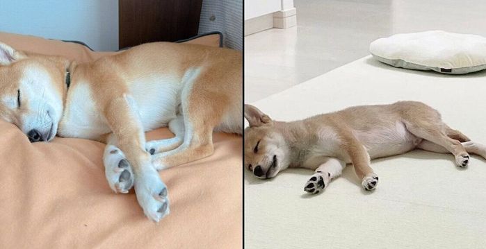 寝顔が変わらないおかかくん