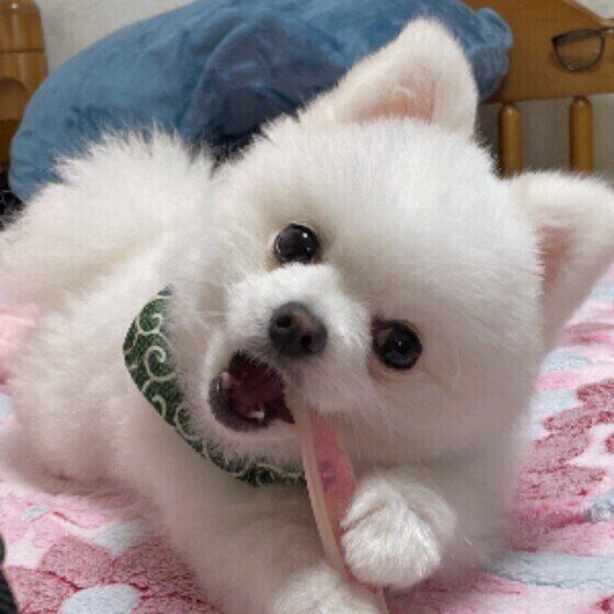 目からビーム？！写真撮影で犬の目が光る理由を獣医師に聞いてみた いぬのきもち