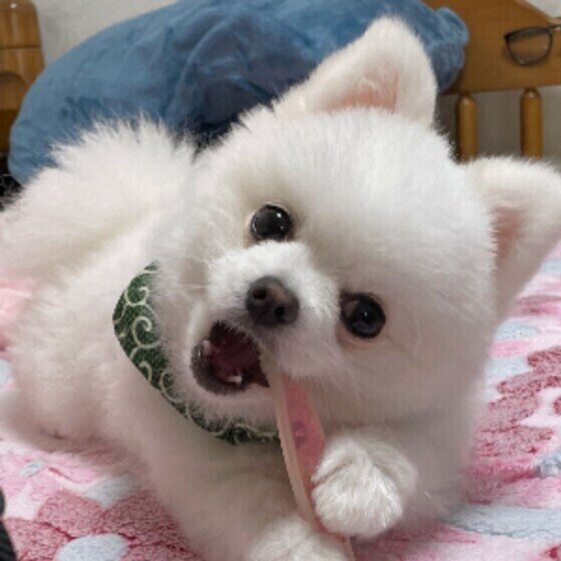 目からビーム 写真撮影で犬の目が光る理由を獣医師に聞いてみた いぬのきもちweb Magazine 目からビーム 写真撮影で犬の目が光る理由を獣医師に聞いてみた いぬのきもちweb Magazine